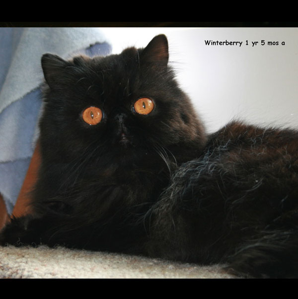 available-winterberry